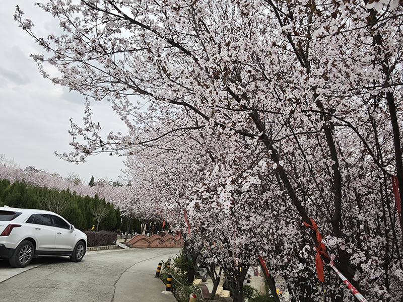 金山公墓-5
