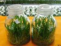 组培瓶-3-