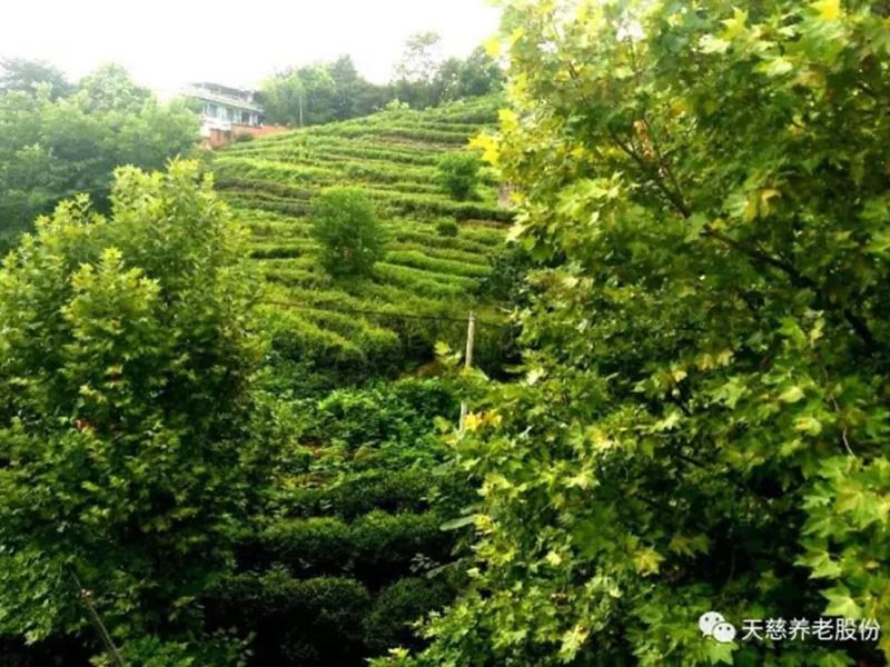 周边环境茶山