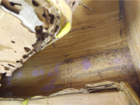 体育馆白蚁-4