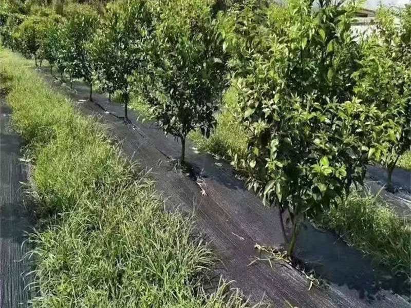 防草布-1-